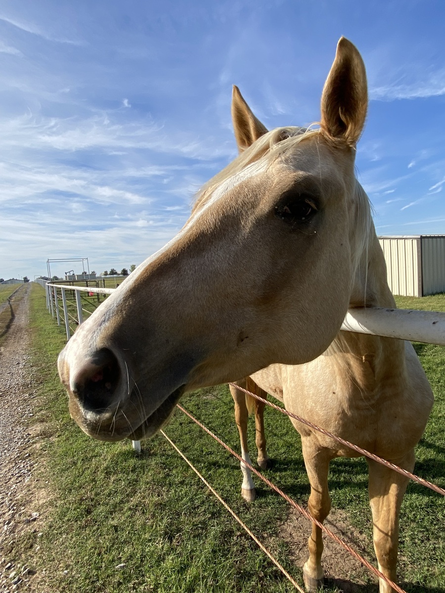 Malibu Barbie - COMING SOON, 5yo Appaloosa mare, 16.0hh