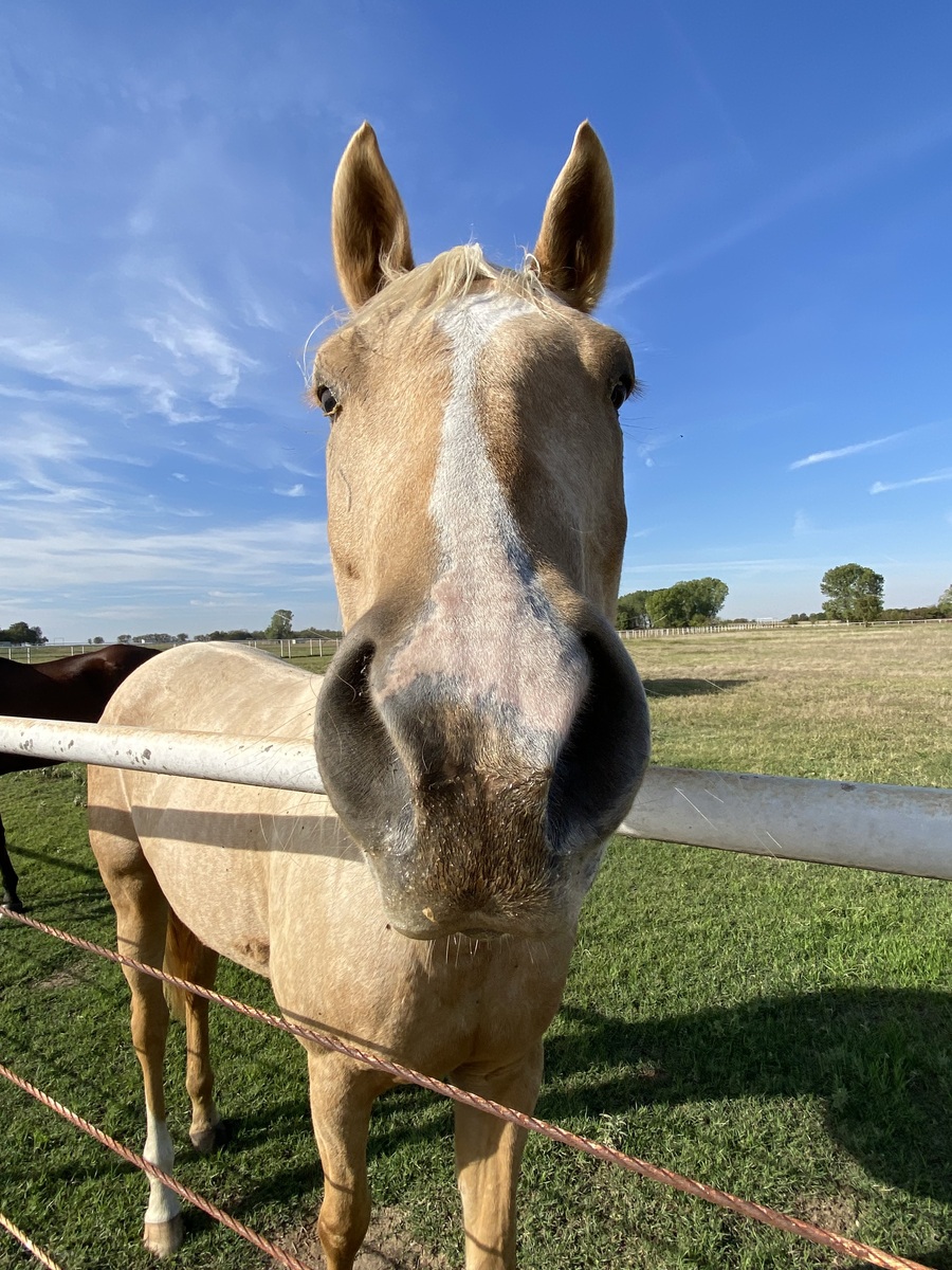 Malibu Barbie - COMING SOON, 5yo Appaloosa mare, 16.0hh