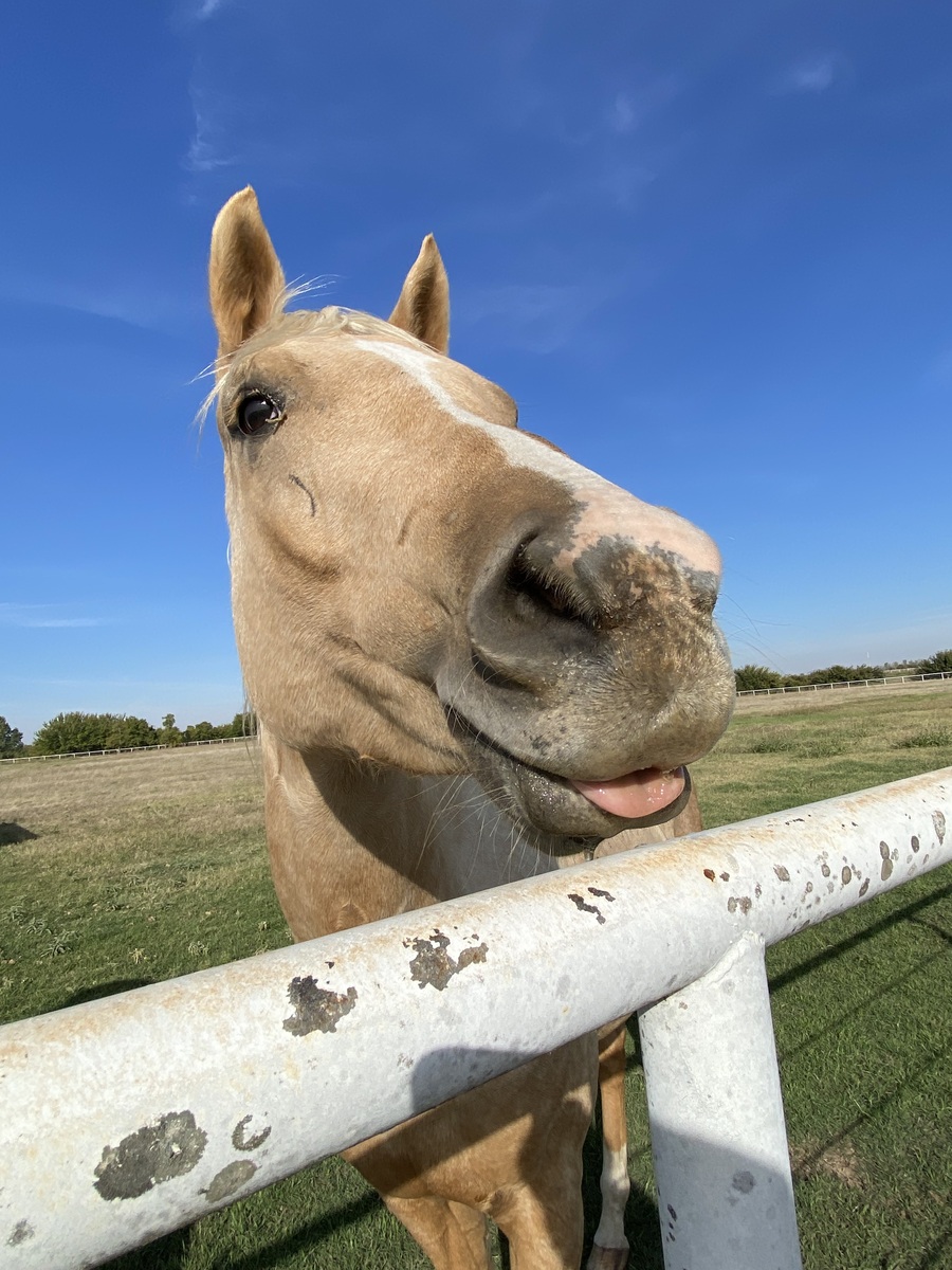 Malibu Barbie - COMING SOON, 5yo Appaloosa mare, 16.0hh