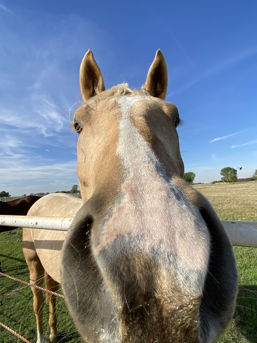 Malibu Barbie - COMING SOON, 5yo Appaloosa mare, 16.0hh