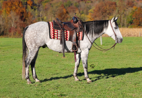 Geronimo, 6yo AQHA Quarter Horse gelding, 15.2hh