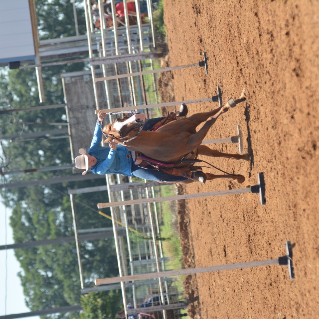 Clover, 16yo Quarter Horse mare, 14.3hh