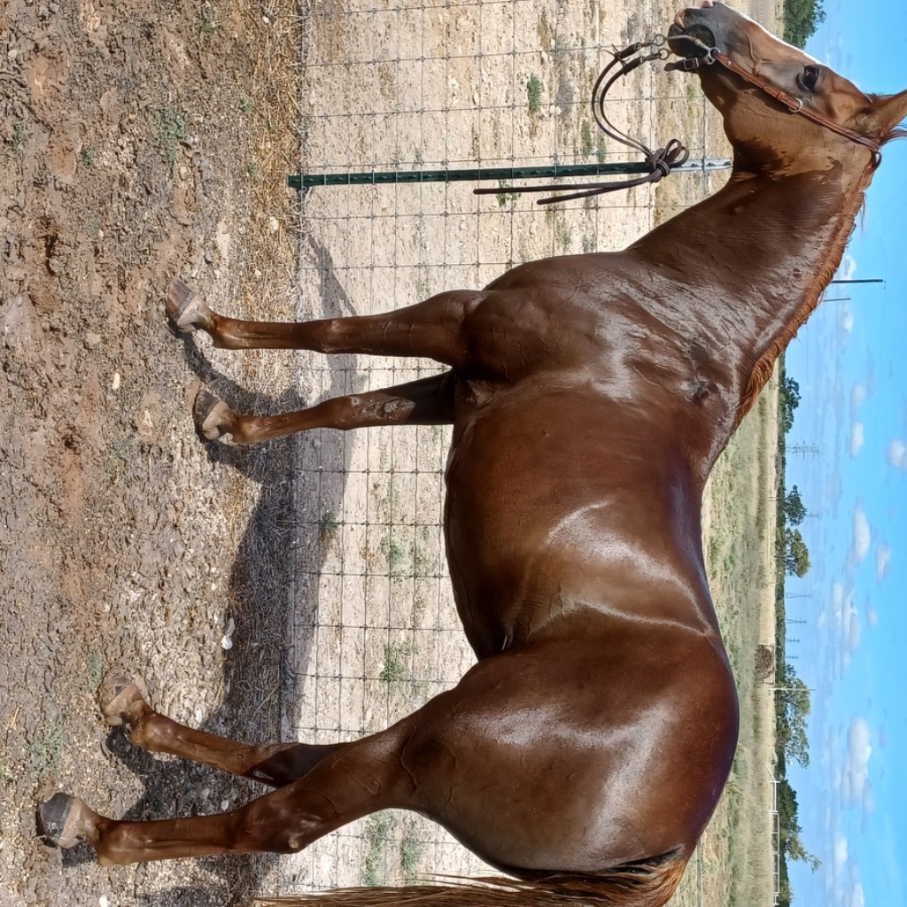 Clover, 16yo Quarter Horse mare, 14.3hh