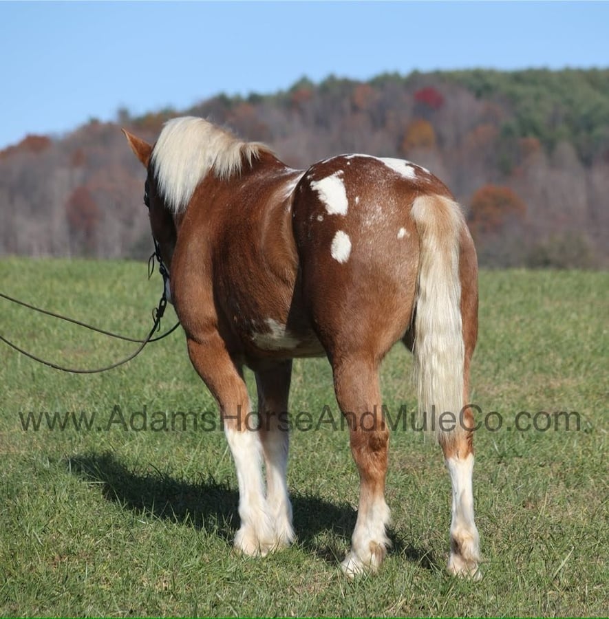 Appaloosa, 8yo Appaloosa gelding, 16.2hh