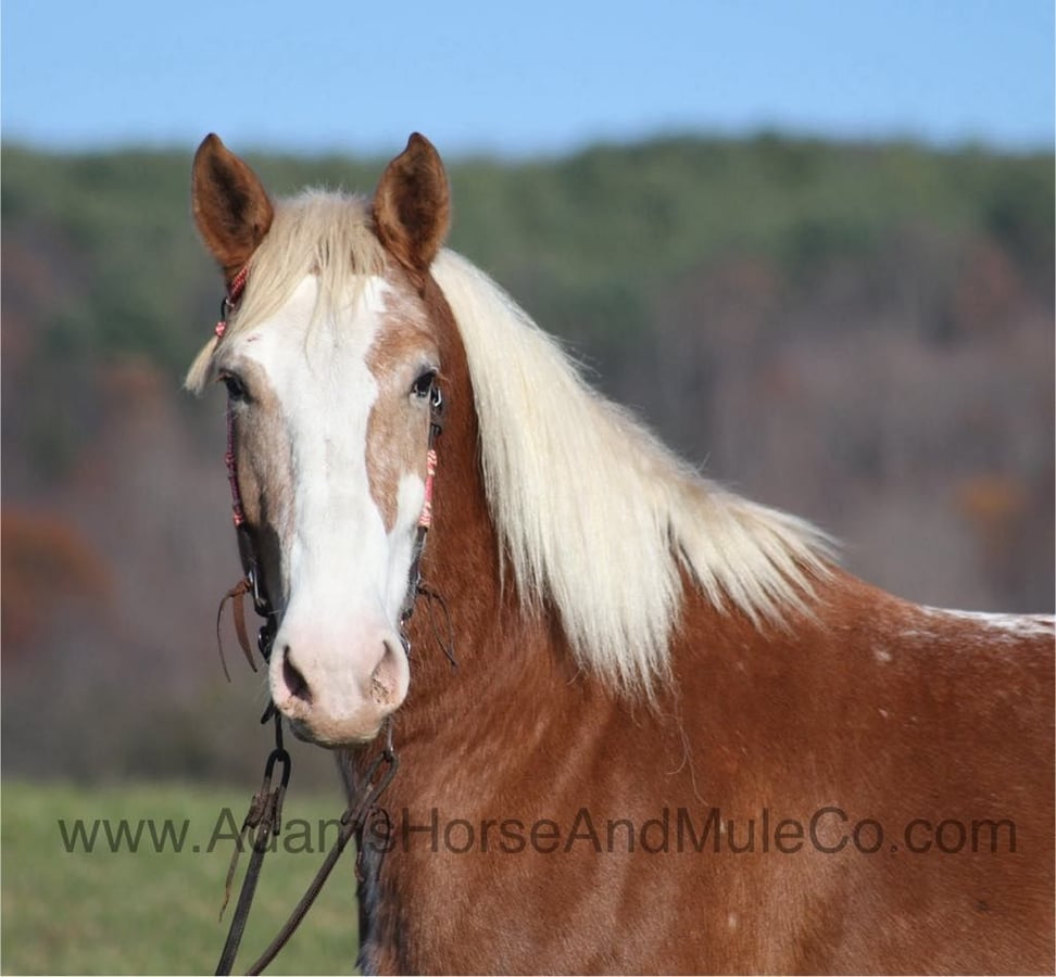 Appaloosa, 8yo Appaloosa gelding, 16.2hh