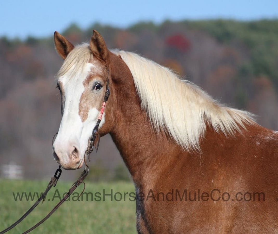 Appaloosa, 8yo Appaloosa gelding, 16.2hh