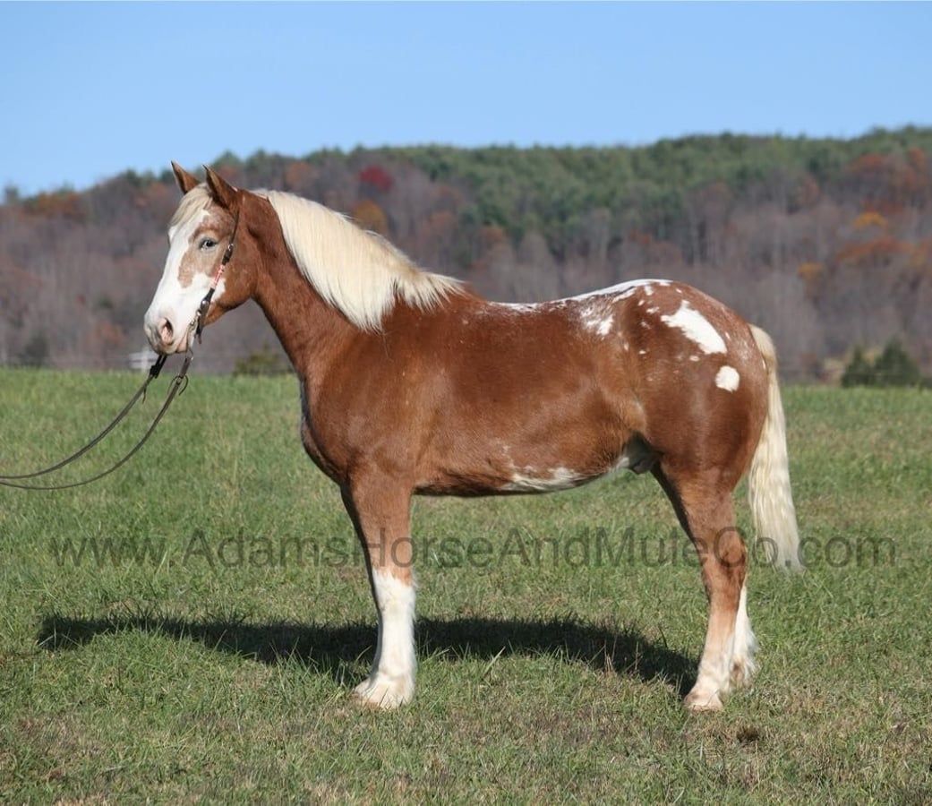 Appaloosa, 8yo Appaloosa gelding, 16.2hh
