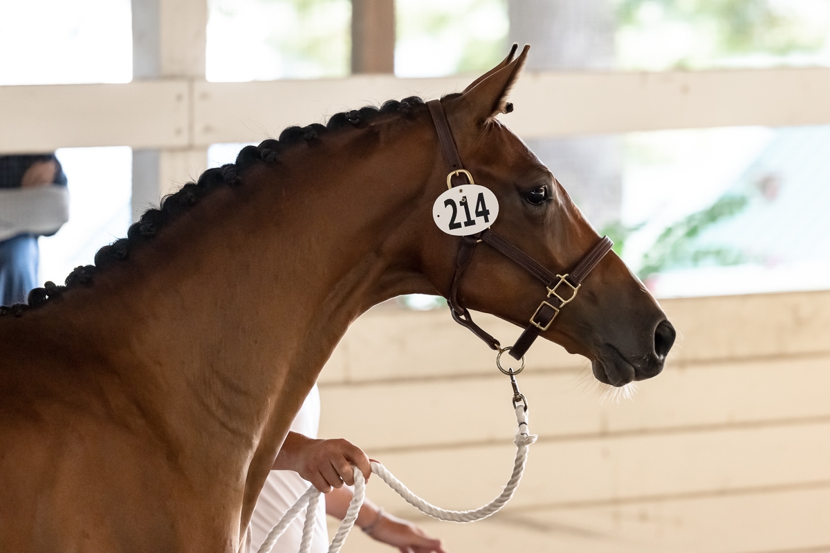 Tallulah, 2yo Dutch Warmblood mare, 16.1hh