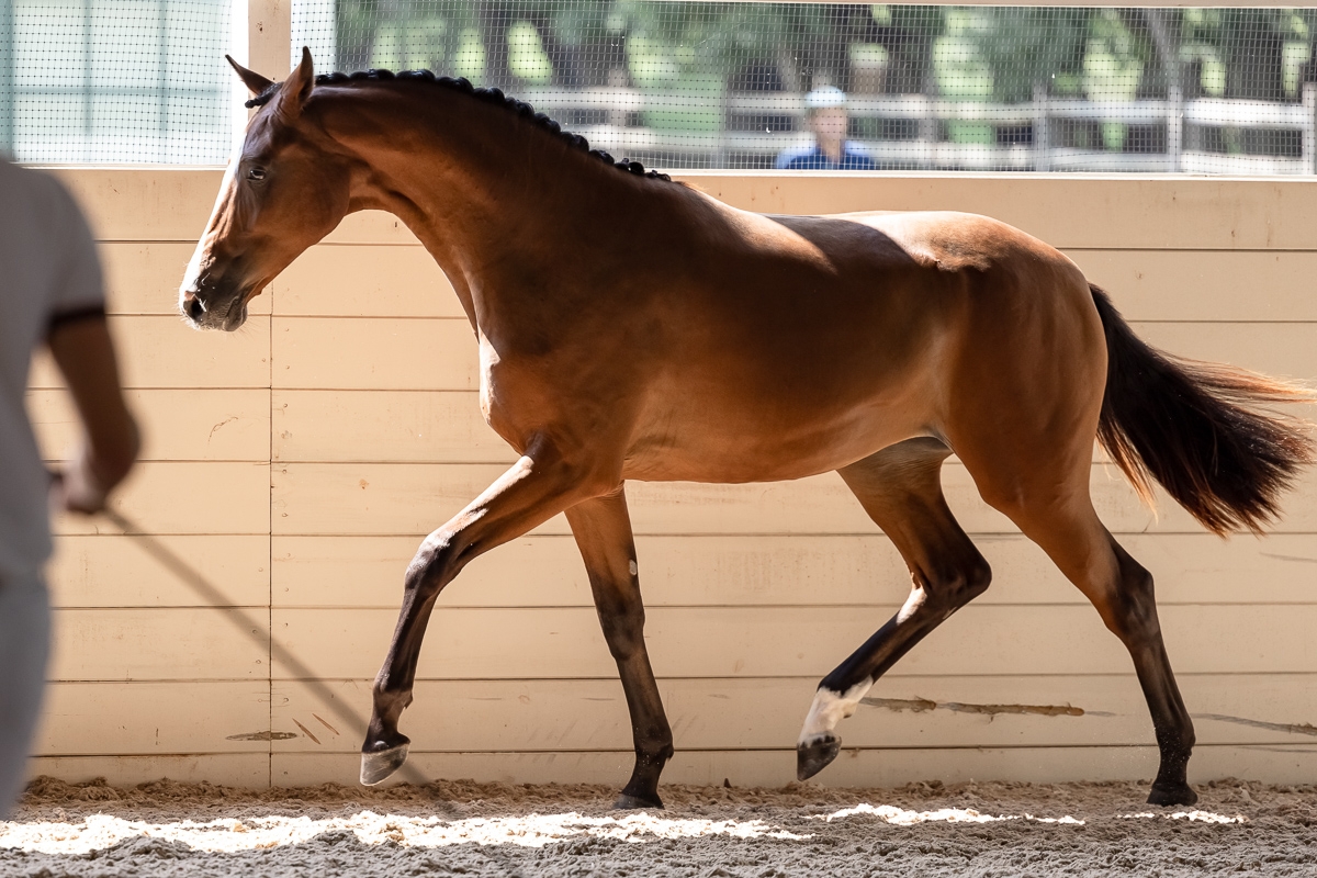 Tallulah, 2yo Dutch Warmblood mare, 16.1hh