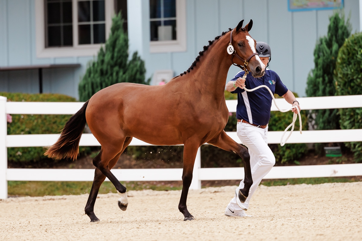 Tallulah, 2yo Dutch Warmblood mare, 16.1hh