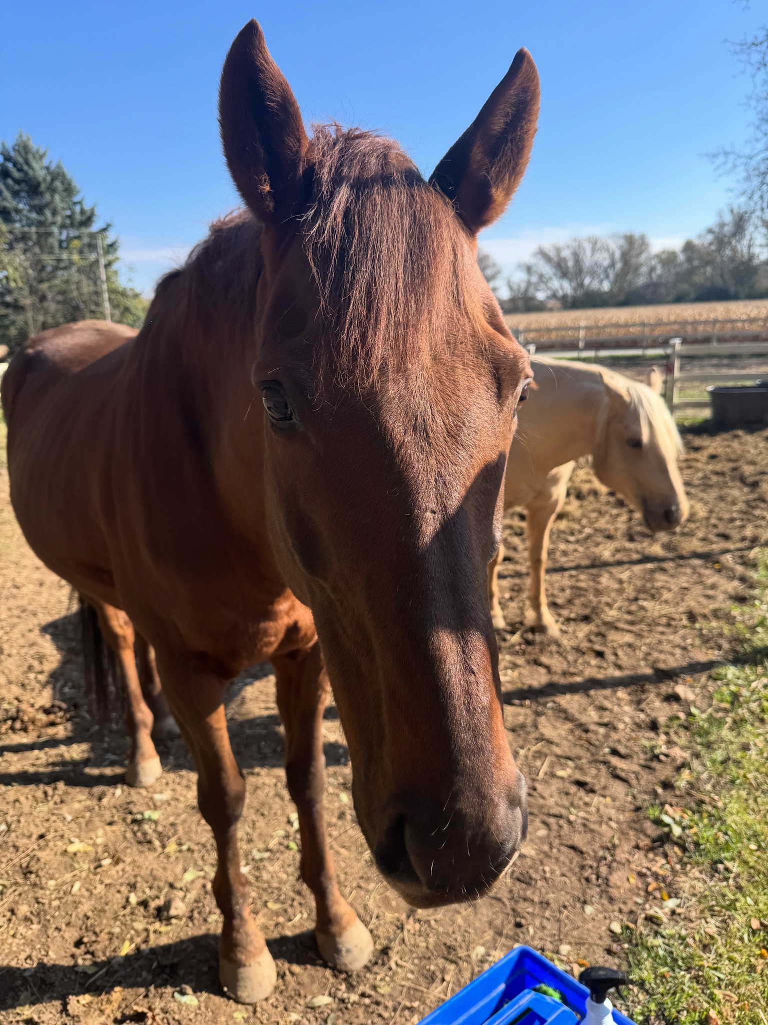Red Hot Chili Pepper, 14yo Other gelding, 16.2hh