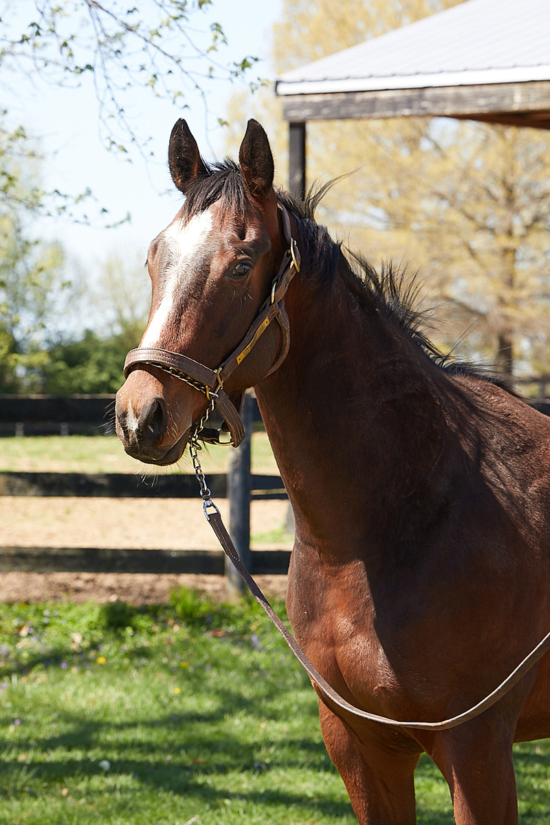 24 Bendable, 2yo Thoroughbred gelding, 15.0hh
