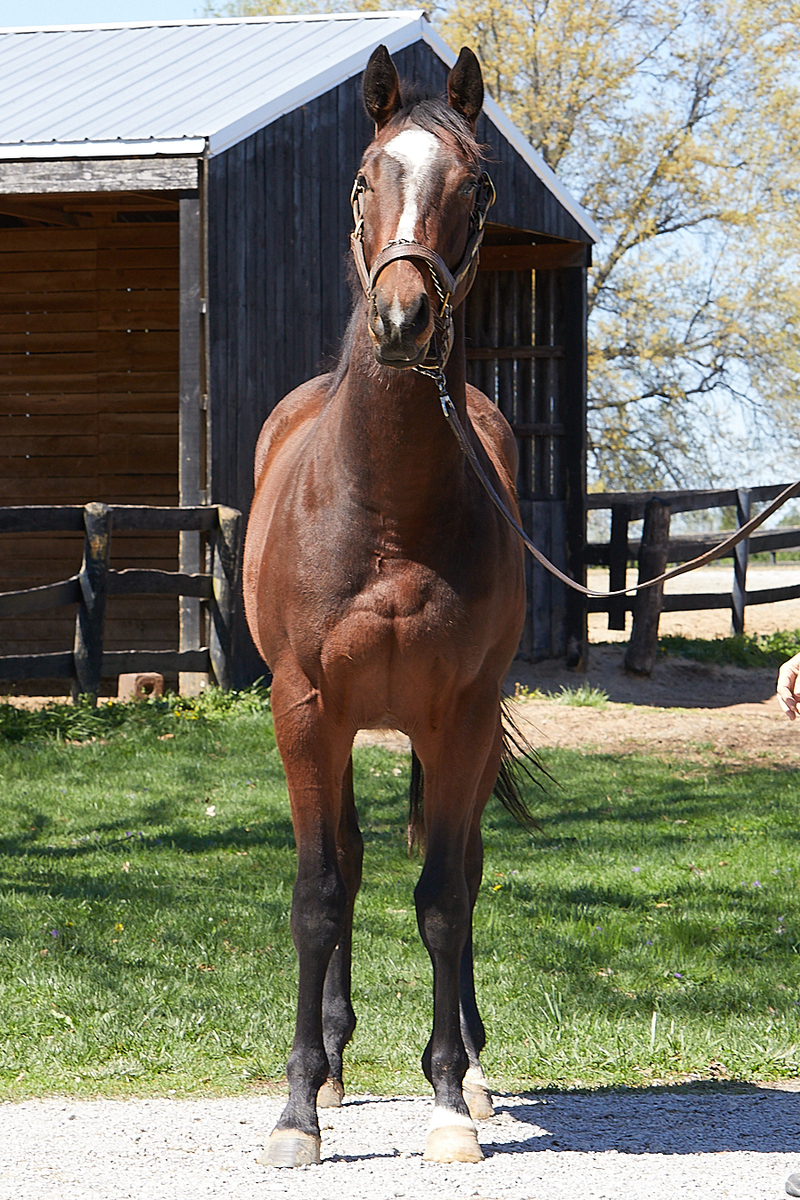 24 Bendable, 2yo Thoroughbred gelding, 15.0hh