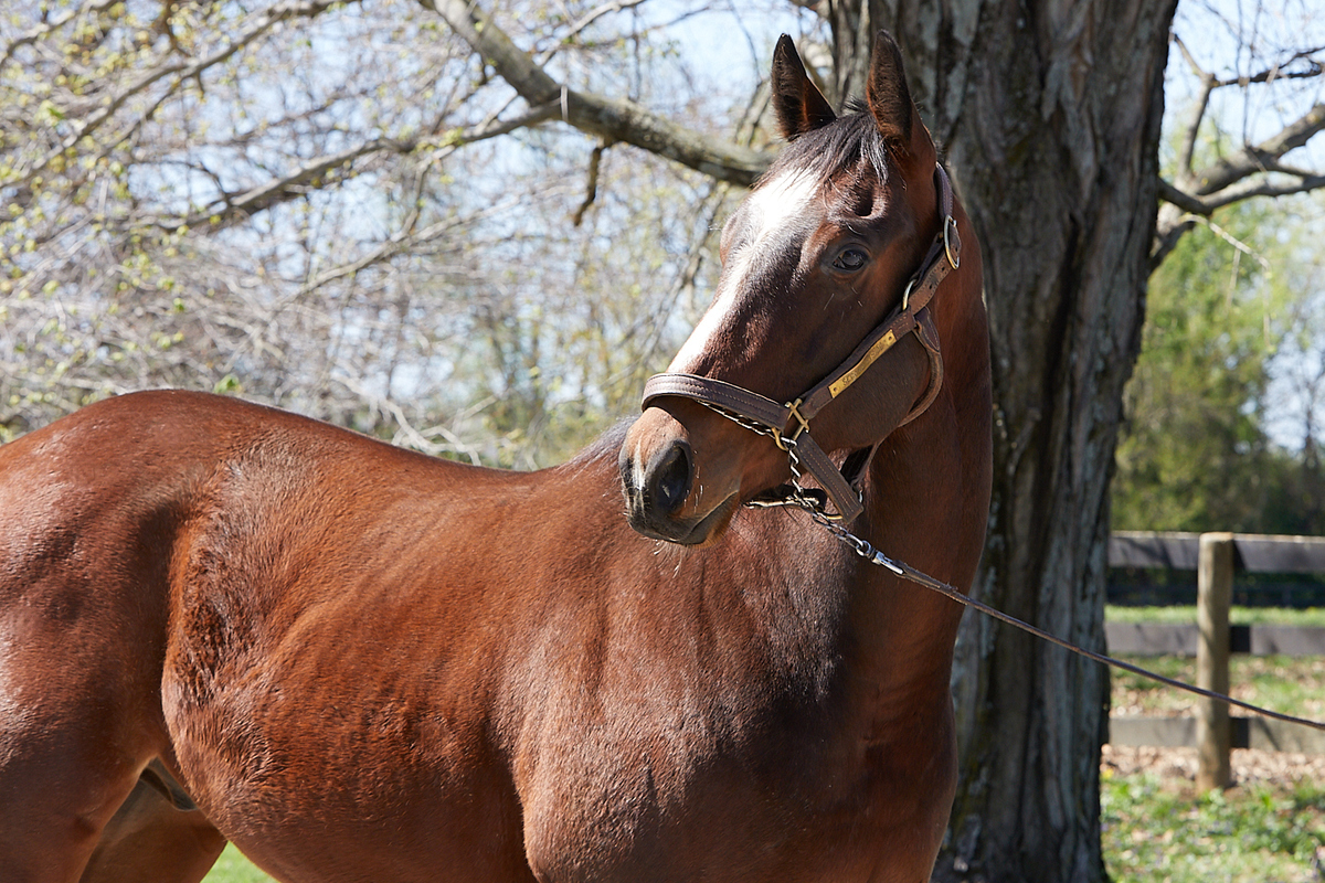 24 Bendable, 2yo Thoroughbred gelding, 15.0hh