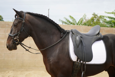 Blackjack, Andalusian Andalusian Cross gelding foal, 15.2hh