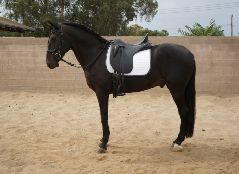 Blackjack, Andalusian Andalusian Cross gelding foal, 15.2hh
