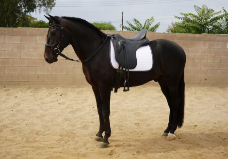 Blackjack, Andalusian Andalusian Cross gelding foal, 15.2hh