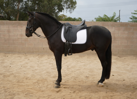 Blackjack, Andalusian Andalusian Cross gelding foal, 15.2hh