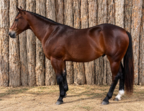 BROWNIE, 7yo AQHA Quarter Horse gelding, 15.0hh