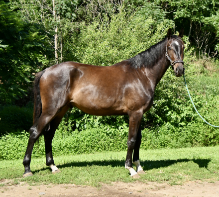 Glorioso's Pride HU (Guppy), 3yo Hanoverian gelding, 16.2hh