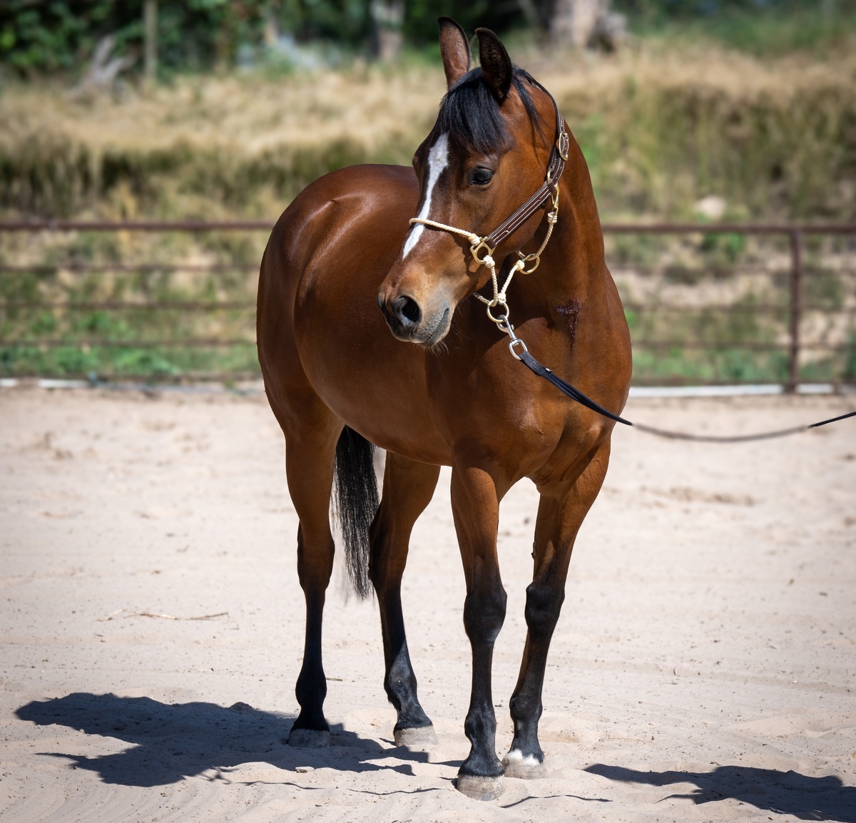 Suri, 5yo Arabian/American Quarter Horse mare, 14.2hh