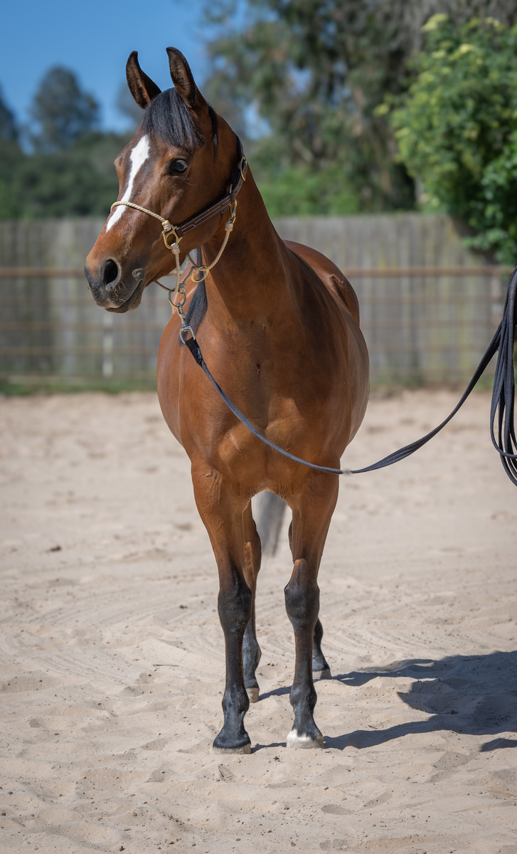 Suri, 5yo Arabian/American Quarter Horse mare, 14.2hh