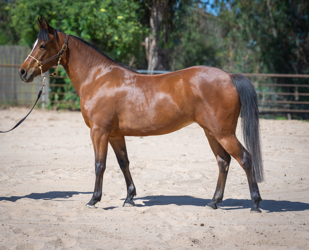 Suri, 5yo Arabian/American Quarter Horse mare, 14.2hh