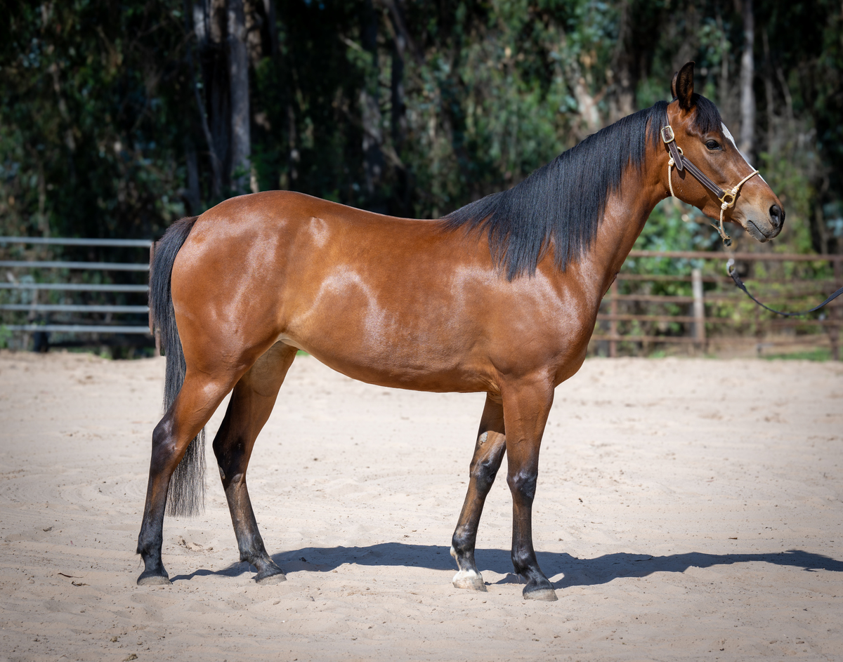 Suri, 5yo Arabian/American Quarter Horse mare, 14.2hh