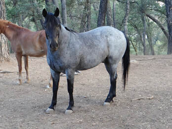Blue, Mustang gelding, 14.0hh