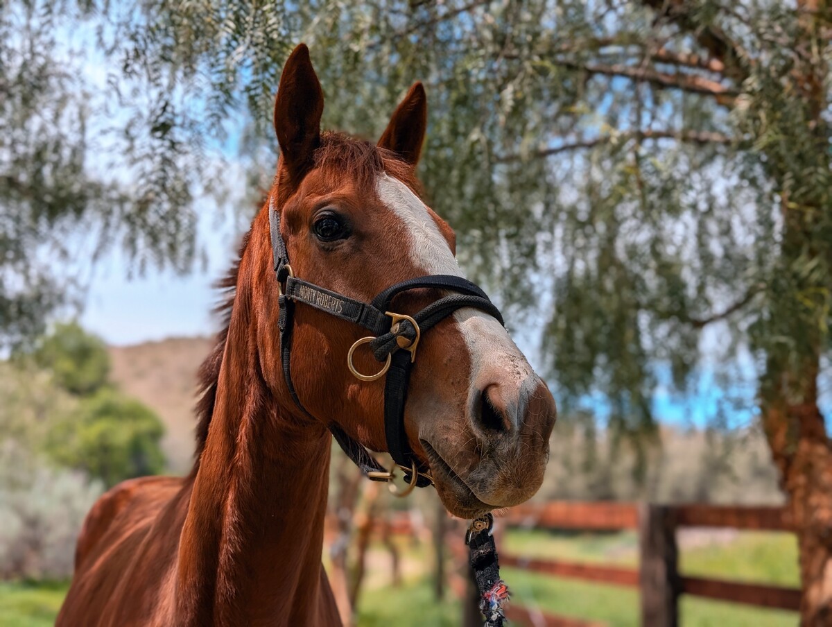 Cordelia, 4yo Thoroughbred mare, 16.0hh