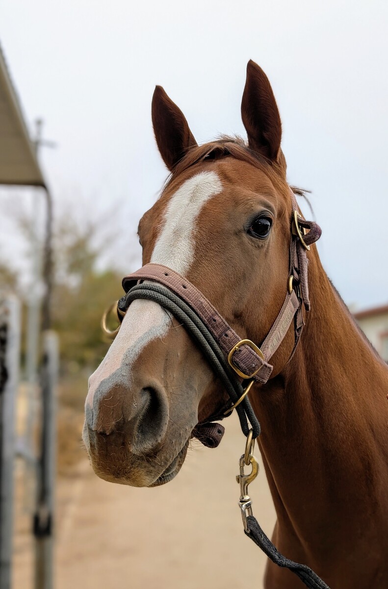 Cordelia, 4yo Thoroughbred mare, 16.0hh