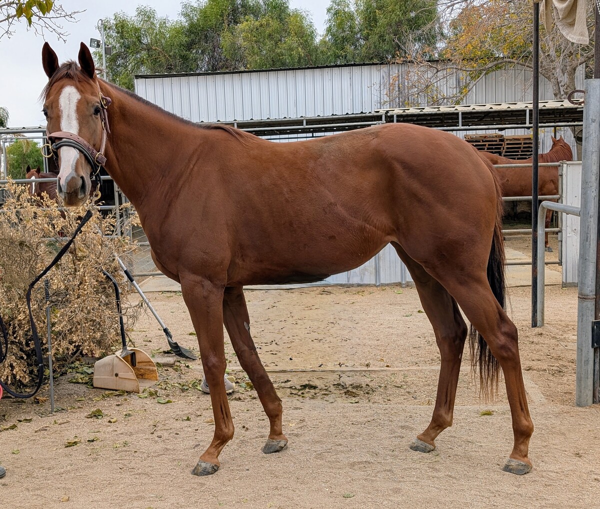 Cordelia, 4yo Thoroughbred mare, 16.0hh