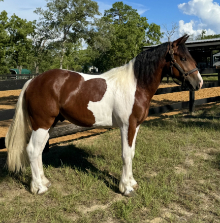 Fords Peregrin Took (Pippin), 2yo Gypsy Horse Cross AQHA Quarter Horse Cross colt, 14.0hh