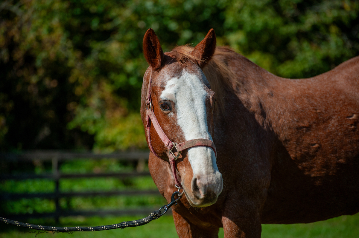 Judge, 27yo American Quarter Horse gelding, 14.1hh