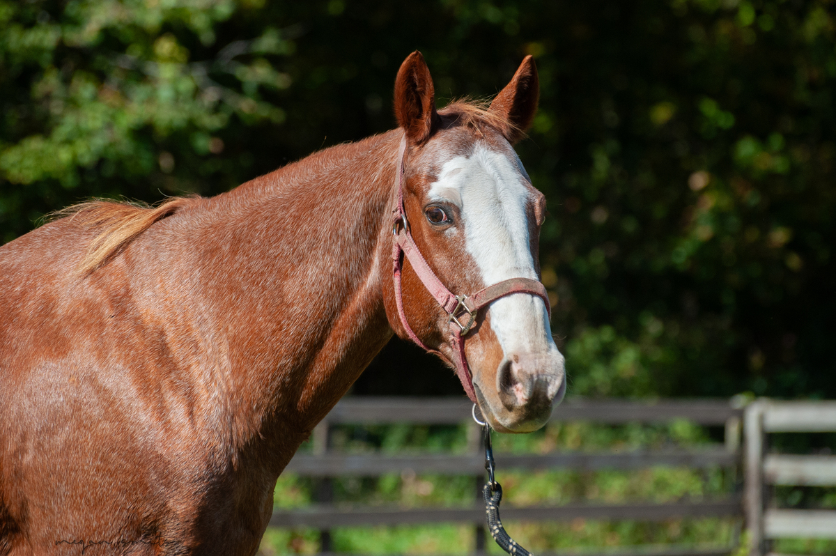 Judge, 27yo American Quarter Horse gelding, 14.1hh