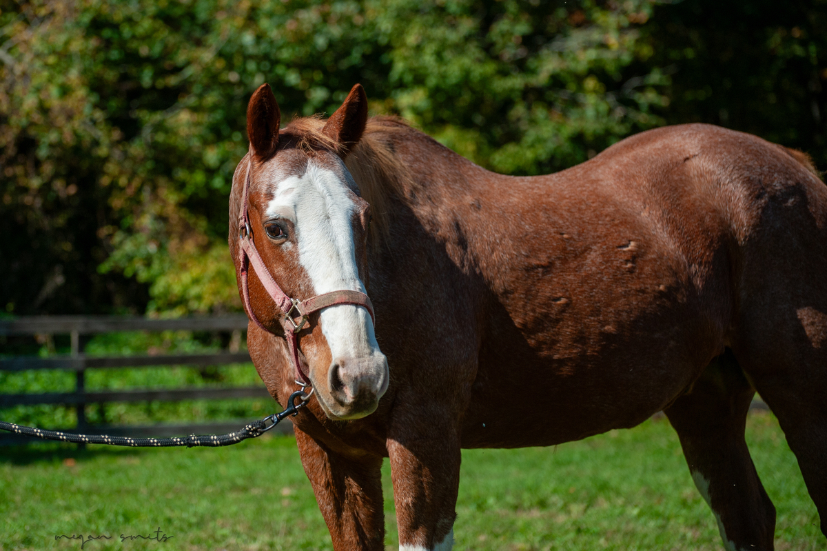 Judge, 27yo American Quarter Horse gelding, 14.1hh