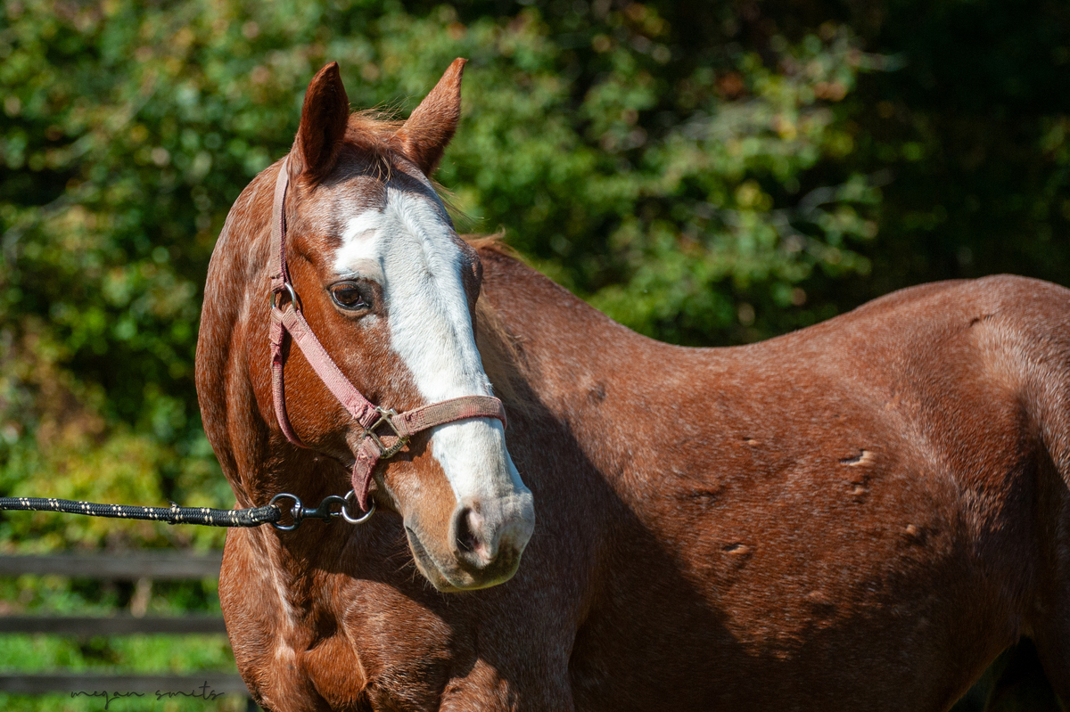 Judge, 27yo American Quarter Horse gelding, 14.1hh