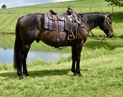 Catemaco, 9yo Thoroughbred gelding, 16.2hh