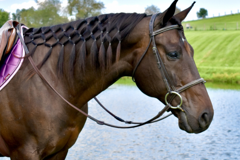 Catemaco, 9yo Thoroughbred gelding, 16.2hh