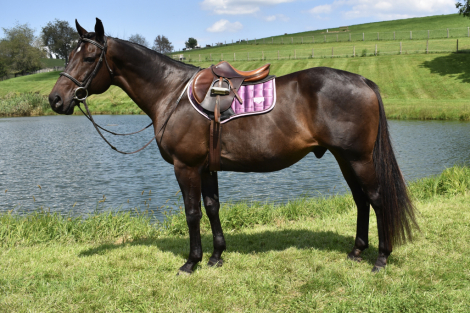 Catemaco, 9yo Thoroughbred gelding, 16.2hh