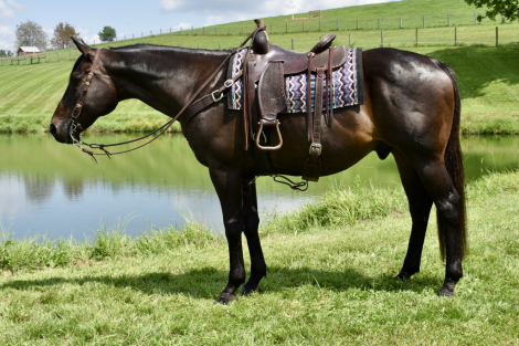 Catemaco, 9yo Thoroughbred gelding, 16.2hh