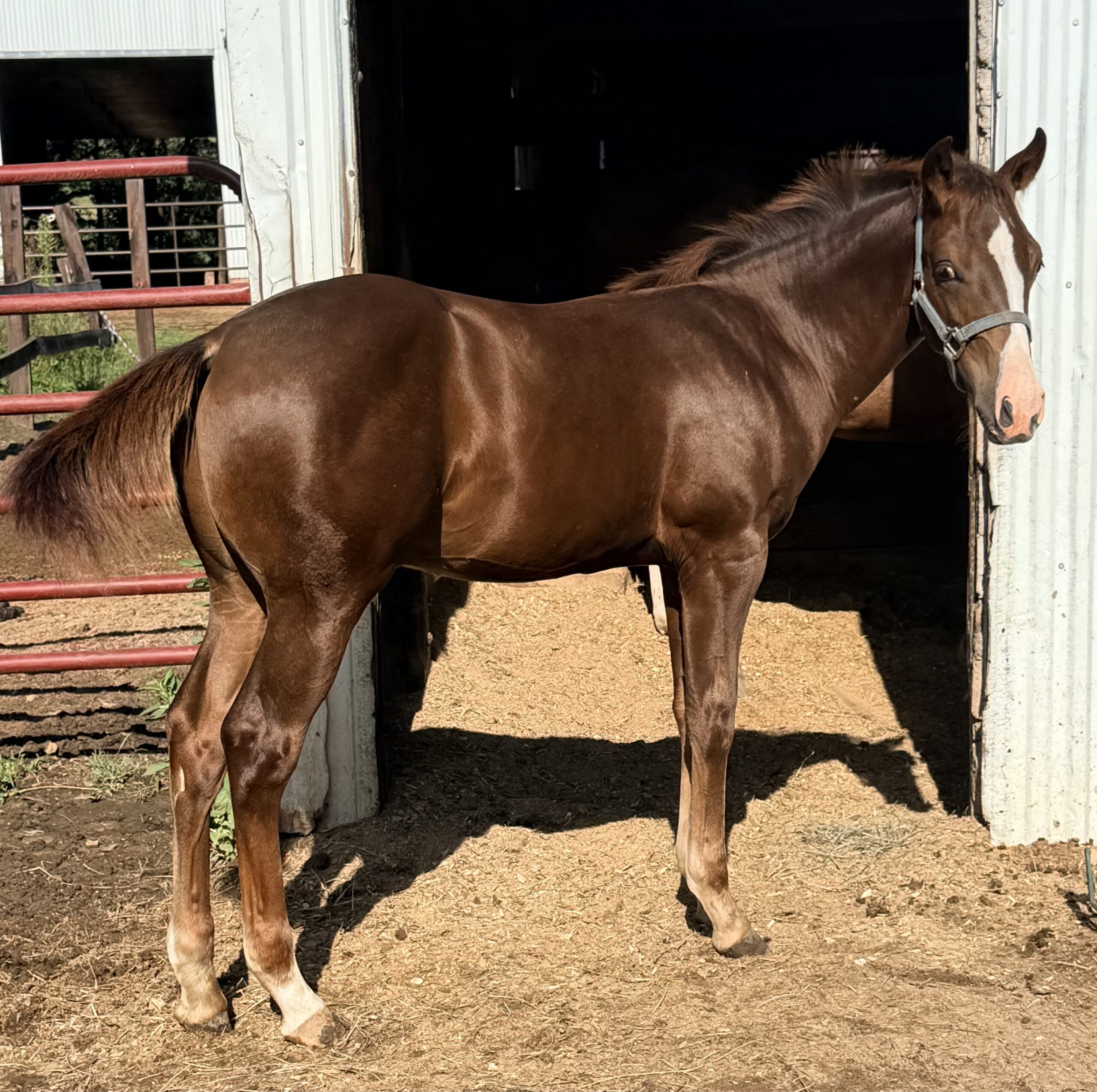 2026 Colt By Smoking Trash, Quarter Horse stallion