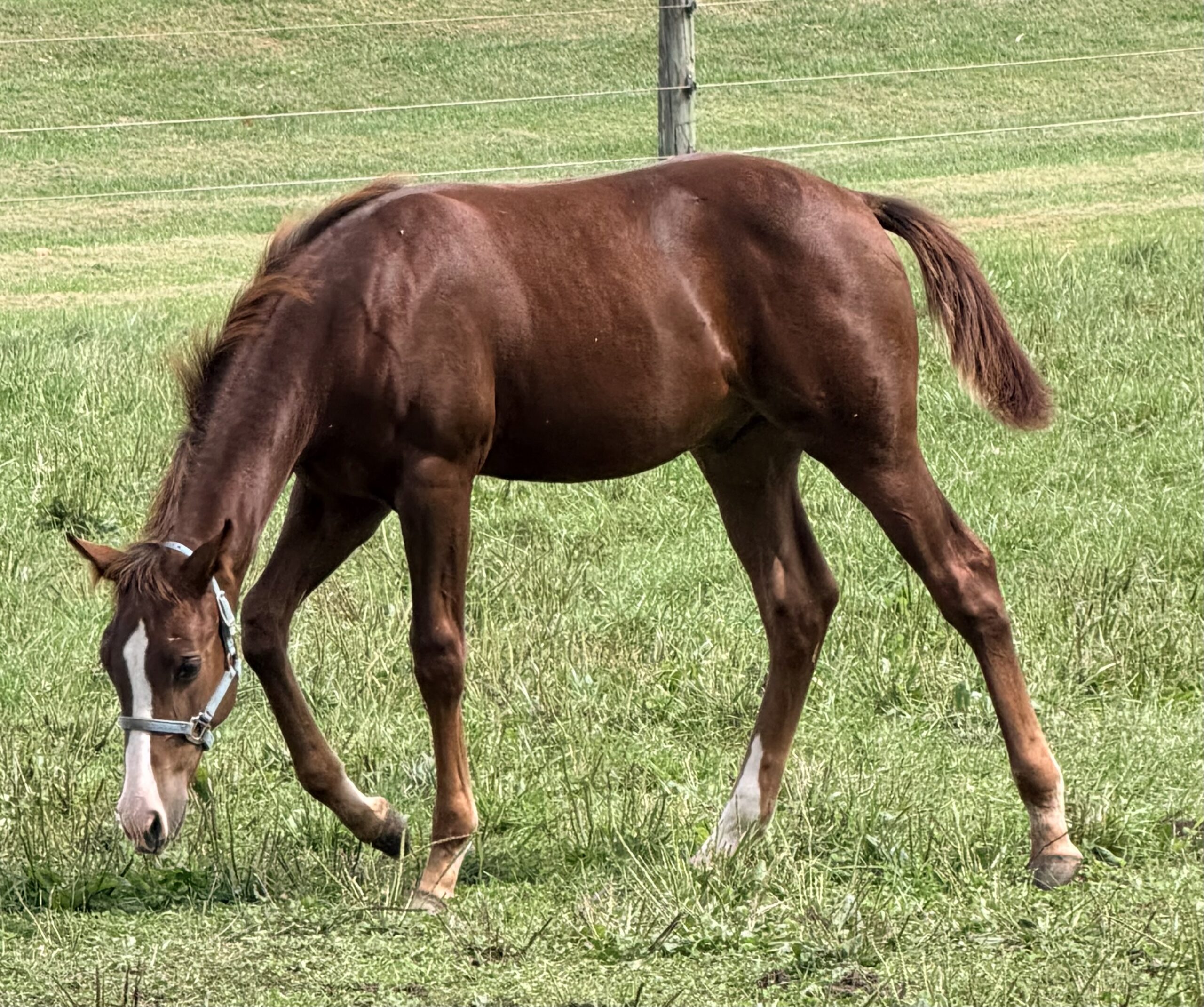 2026 Colt By Smoking Trash, Quarter Horse stallion