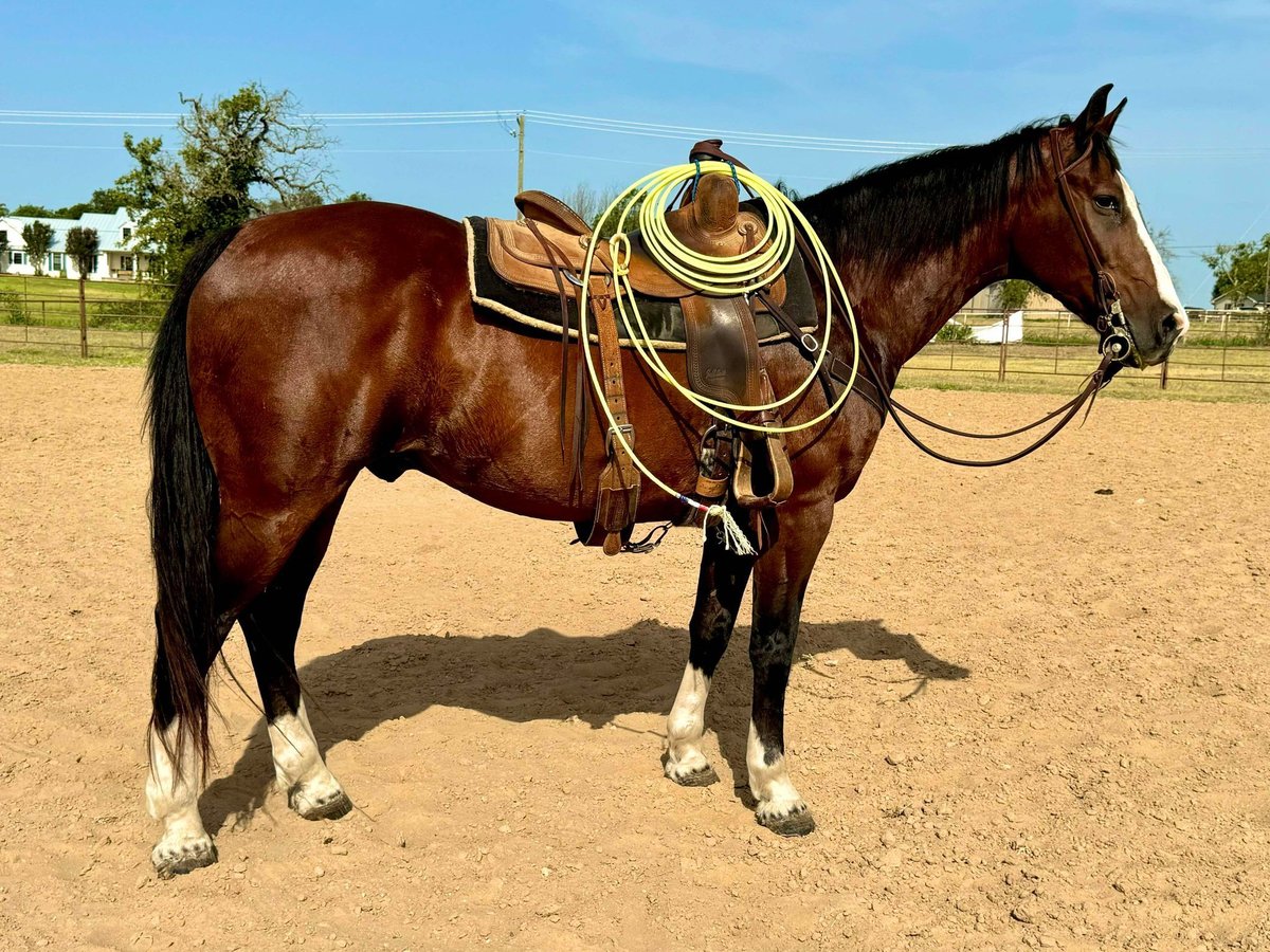 American Quarter Horse, 17yo American Quarter Horse gelding, 15.1hh