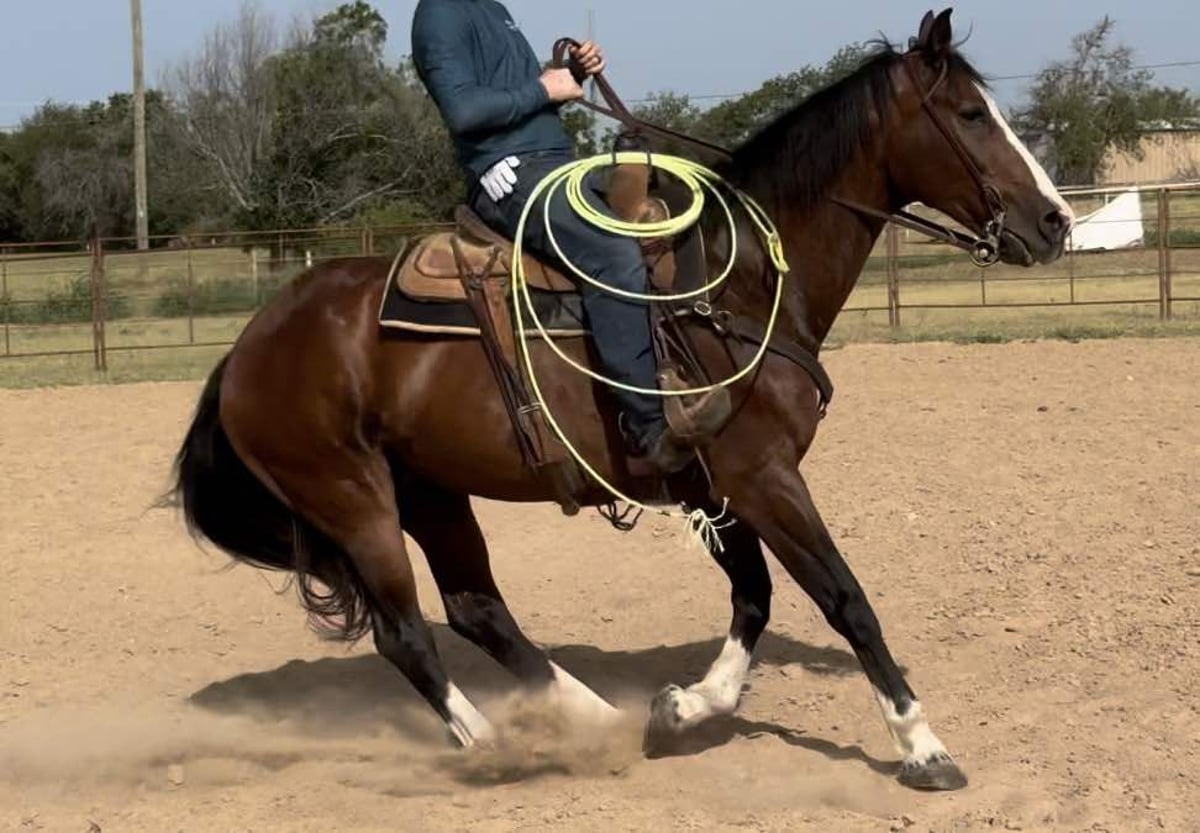 American Quarter Horse, 17yo American Quarter Horse gelding, 15.1hh