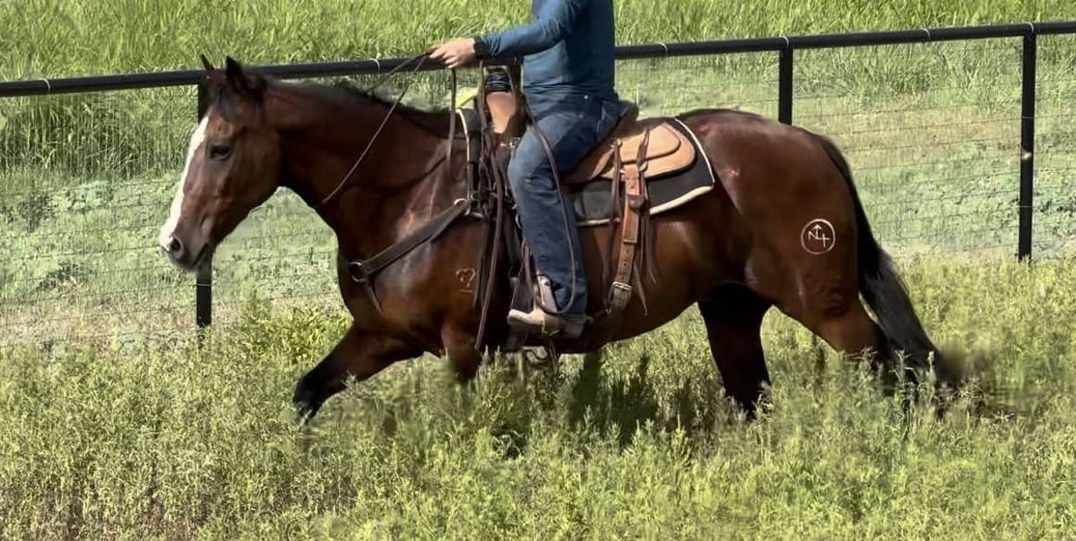 American Quarter Horse, 17yo American Quarter Horse gelding, 15.1hh