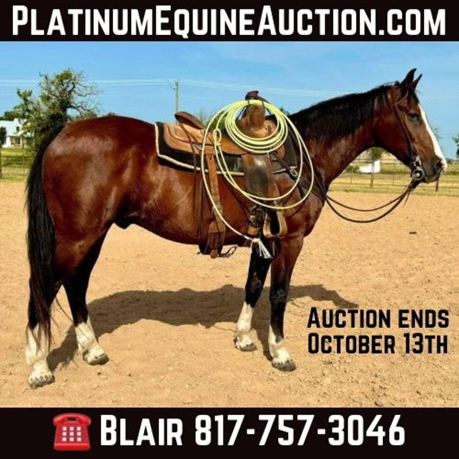 American Quarter Horse, 17yo American Quarter Horse gelding, 15.1hh