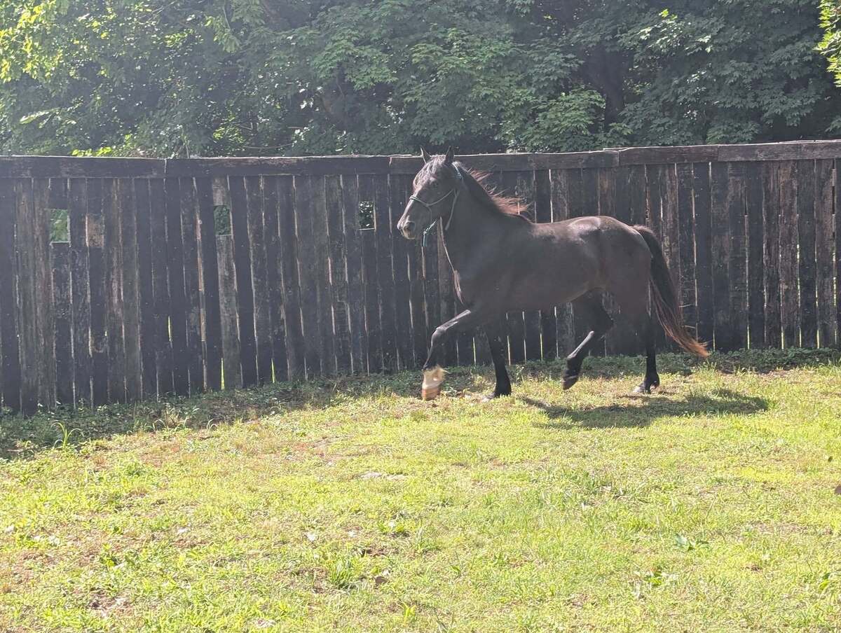 McSwagger, 8yo Other gelding, 15.0hh