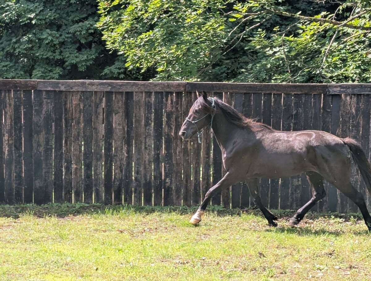 McSwagger, 8yo Other gelding, 15.0hh