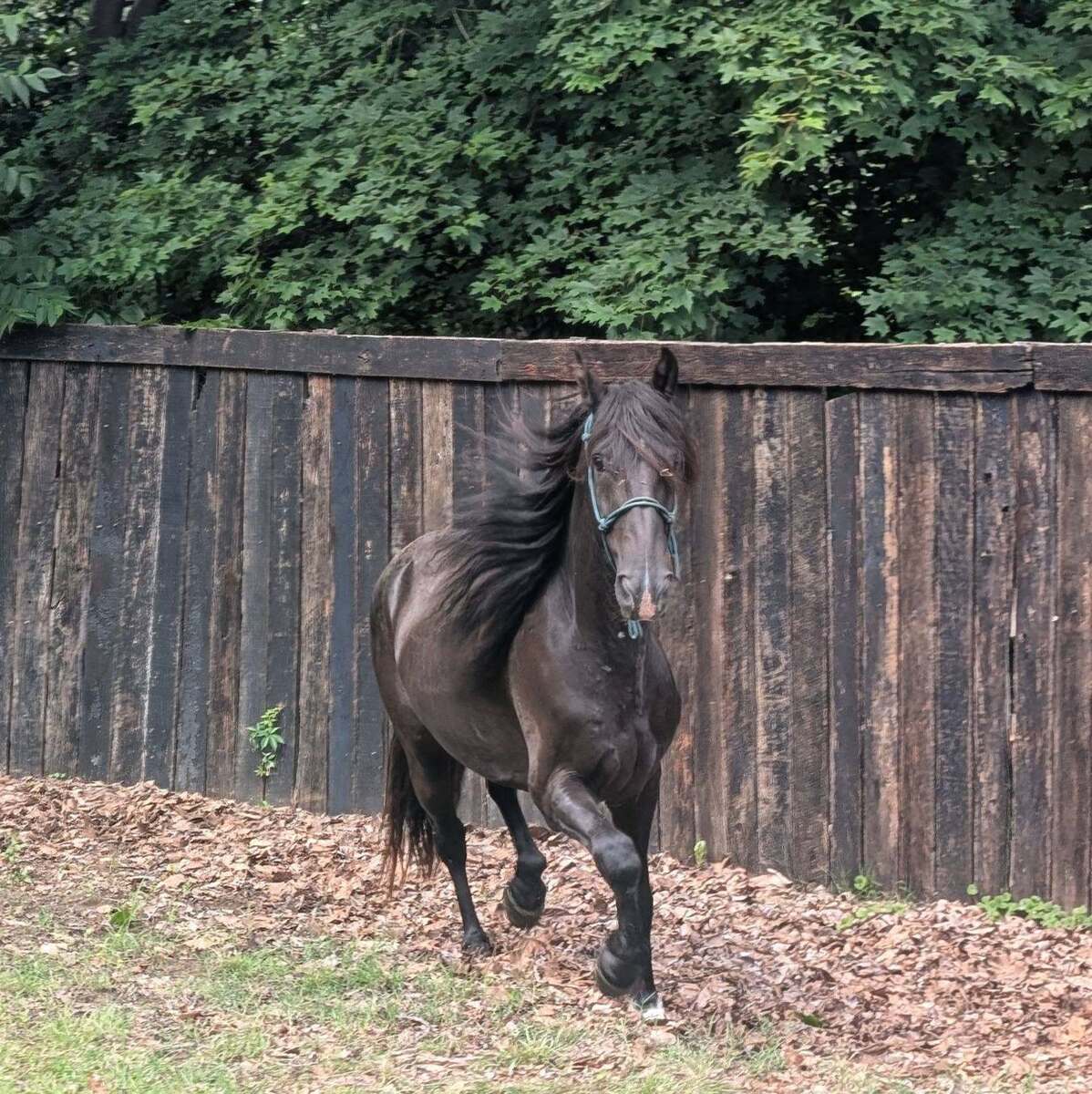 McSwagger, 8yo Other gelding, 15.0hh